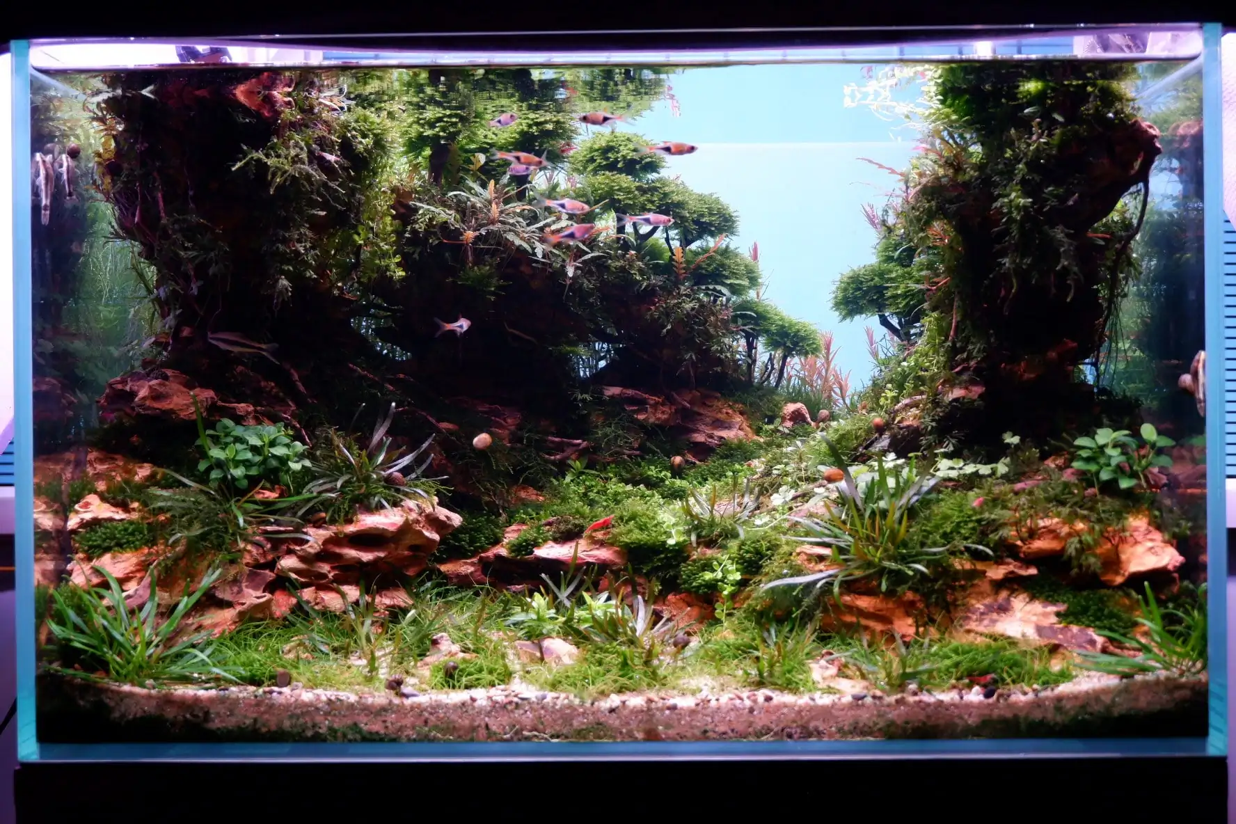 How to make nature aquarium - IAPLC 2020 Rank 228 - Into the Sky How to make nature aquarium - IAPLC 2020 Rank 228 - Into the Sky