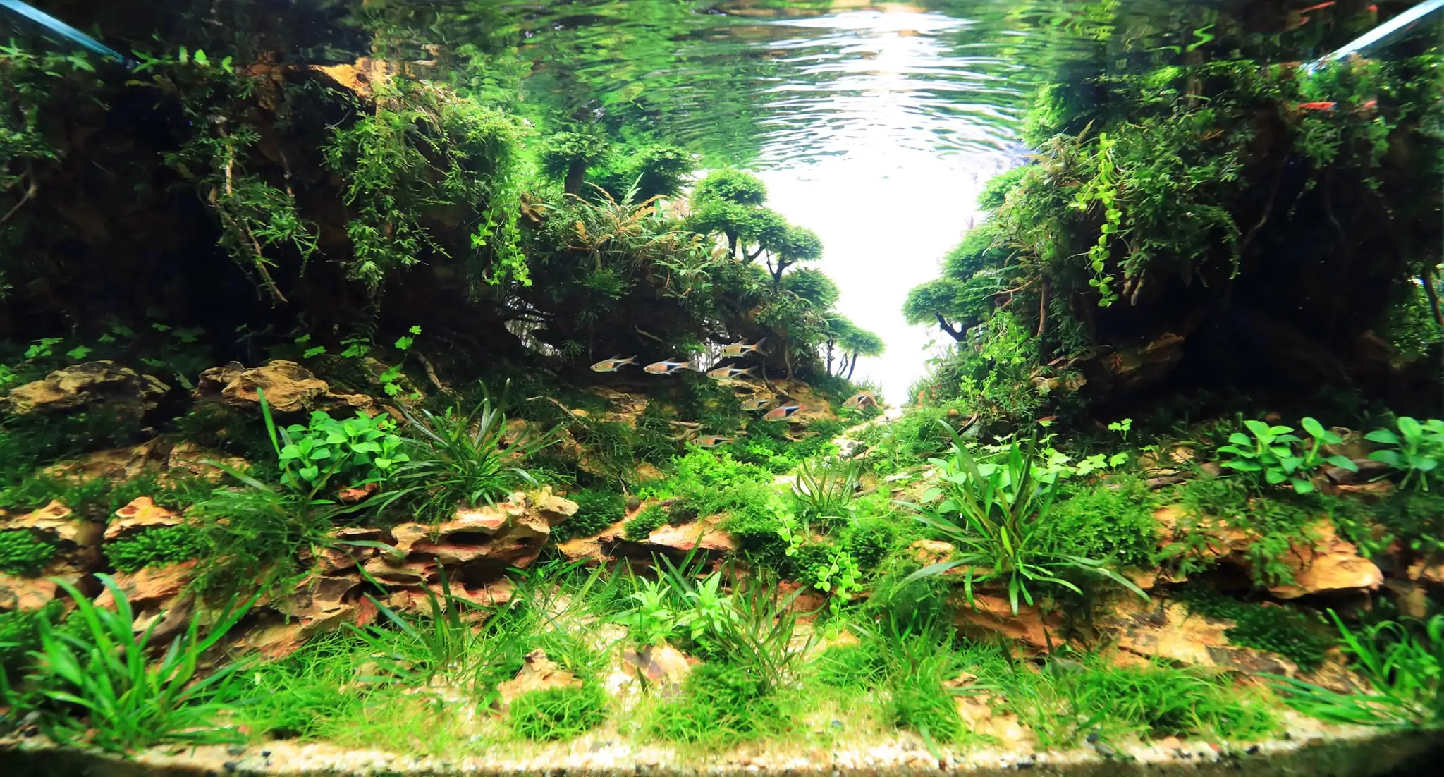 How to make nature aquarium - IAPLC 2020 Rank 228 - Into the Sky How to make nature aquarium - IAPLC 2020 Rank 228 - Into the Sky