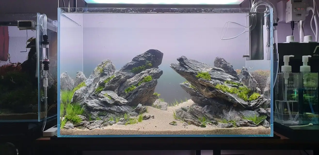 How to make nature aquarium - IAPLC 2020 Rank 289 - The Arising