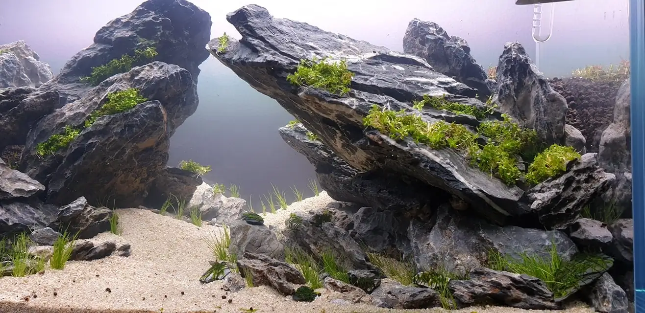 How to make nature aquarium - IAPLC 2020 Rank 289 - The Arising