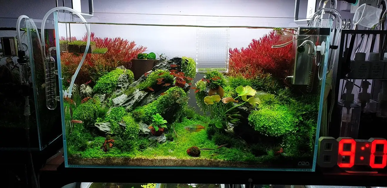 How to make nature aquarium - IAPLC 2020 Rank 289 - The Arising