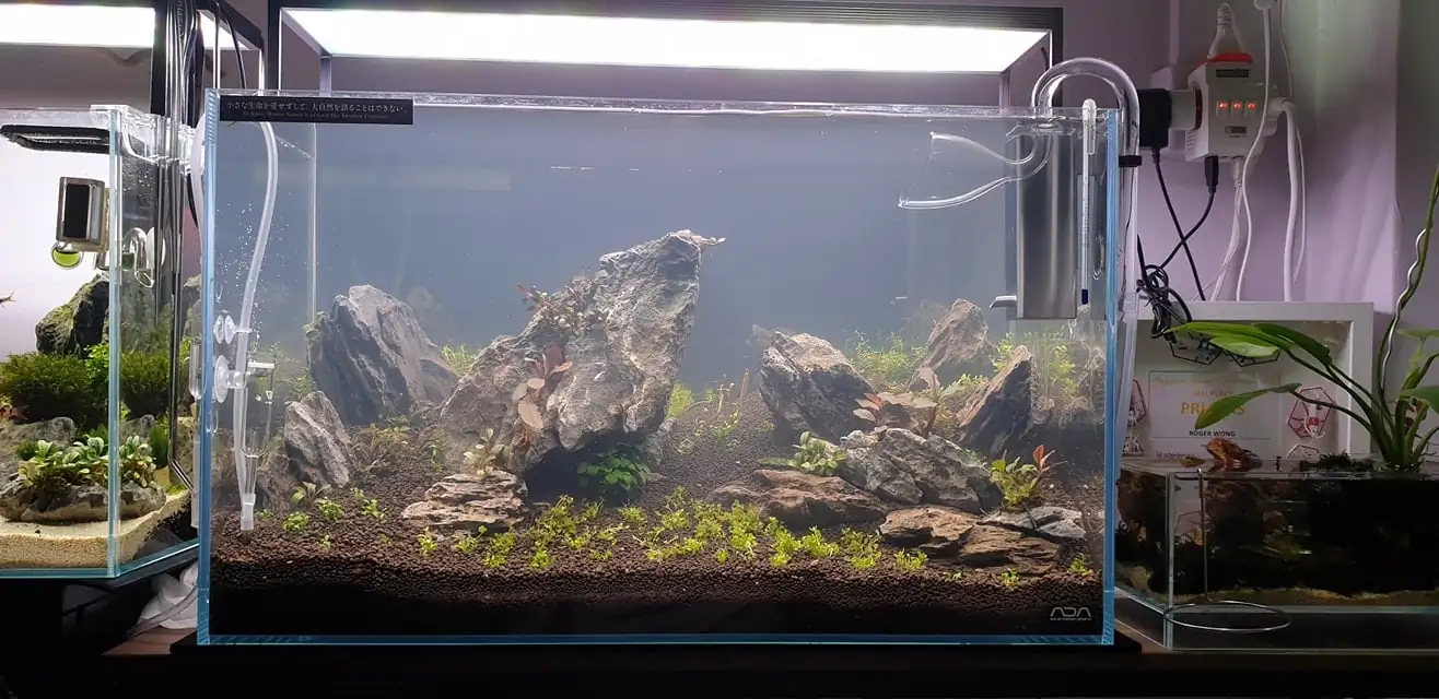 How to make nature aquarium - IAPLC 2020 Rank 289 - The Arising