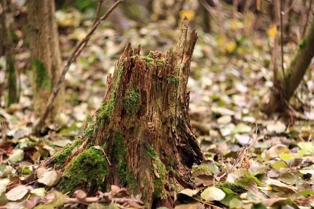 How to make nature aquarium - IAPLC 2020 Rank 351 - The eternal breath