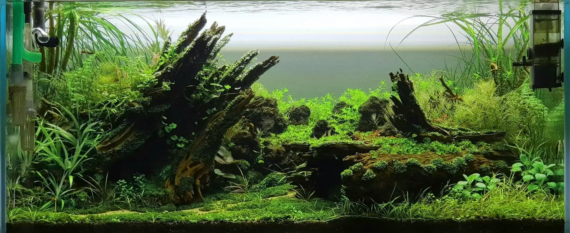 How to make nature aquarium - IAPLC 2020 Rank 351 - The eternal breath