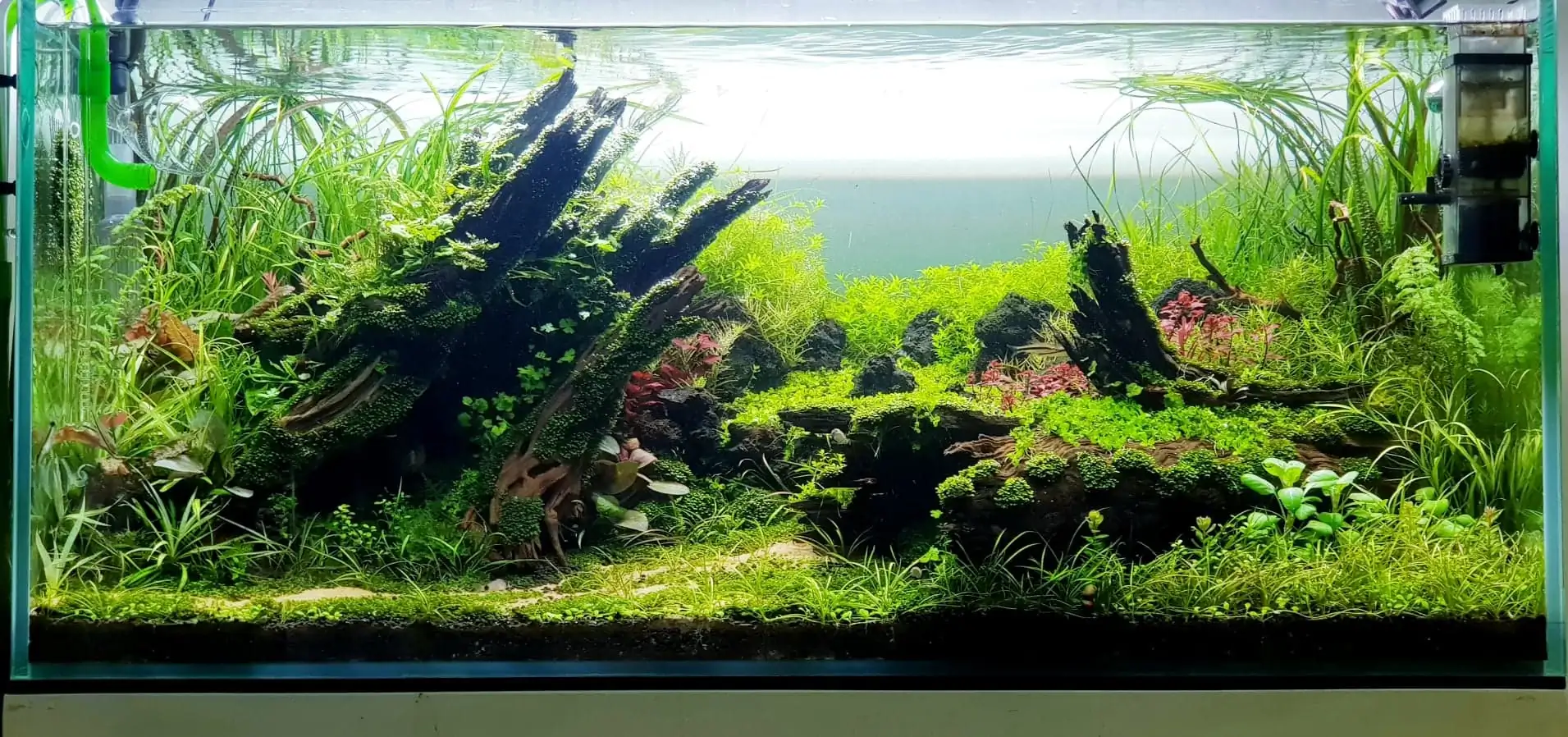 How to make nature aquarium - IAPLC 2020 Rank 351 - The eternal breath