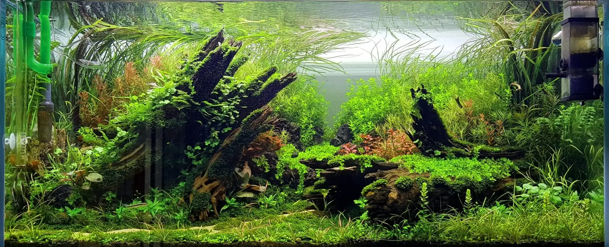 How to make nature aquarium - IAPLC 2020 Rank 351 - The eternal breath