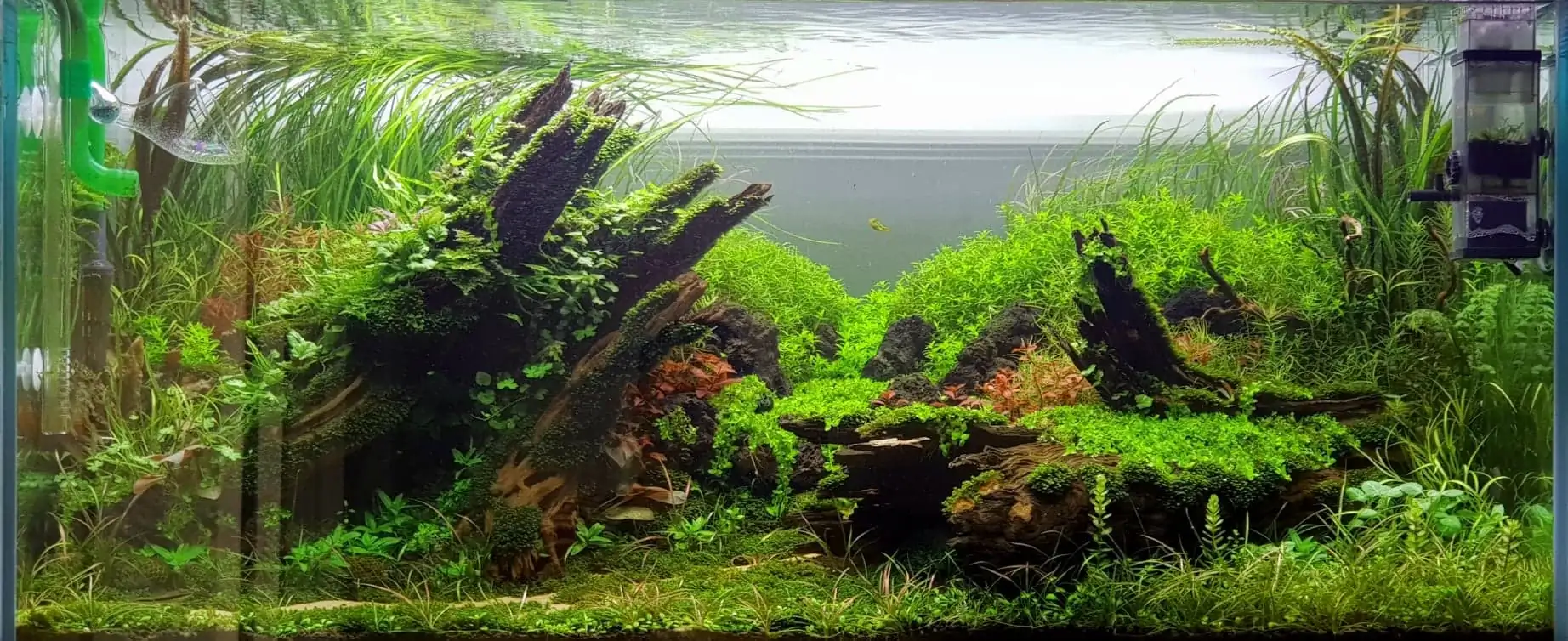 How to make nature aquarium - IAPLC 2020 Rank 351 - The eternal breath