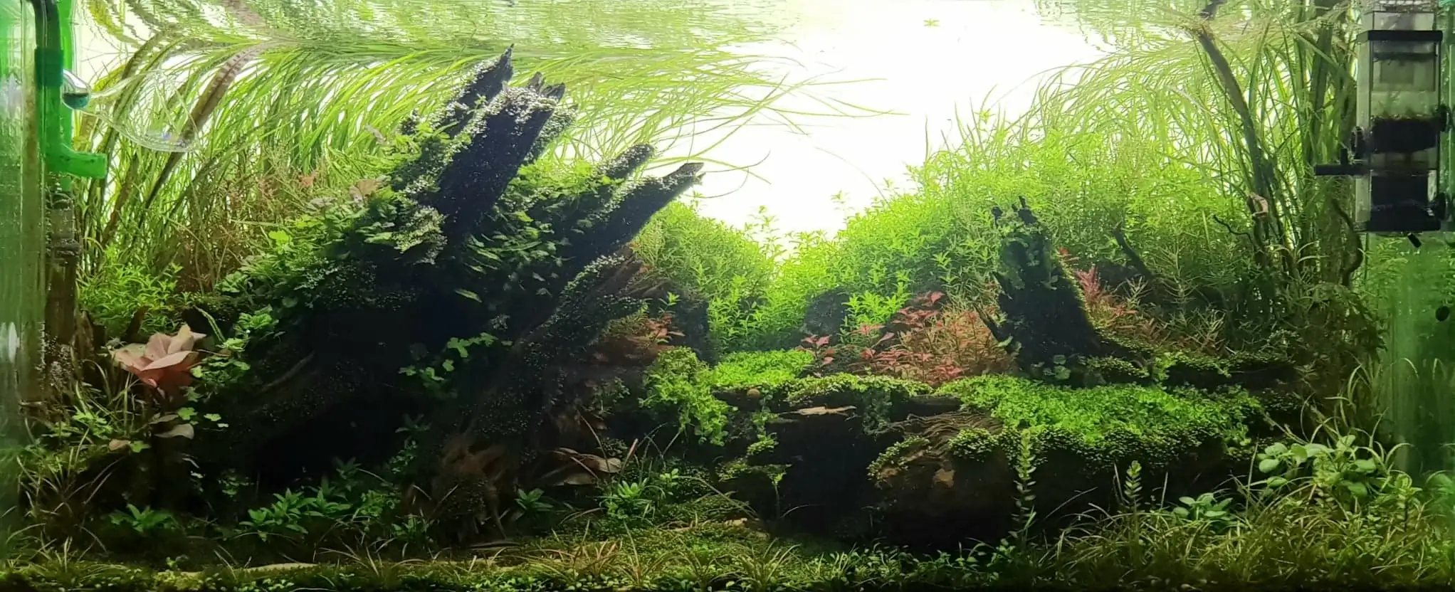 How to make nature aquarium - IAPLC 2020 Rank 351 - The eternal breath