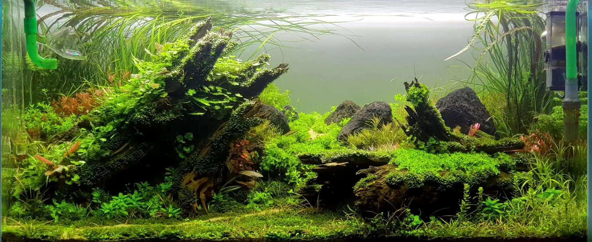 How to make nature aquarium - IAPLC 2020 Rank 351 - The eternal breath