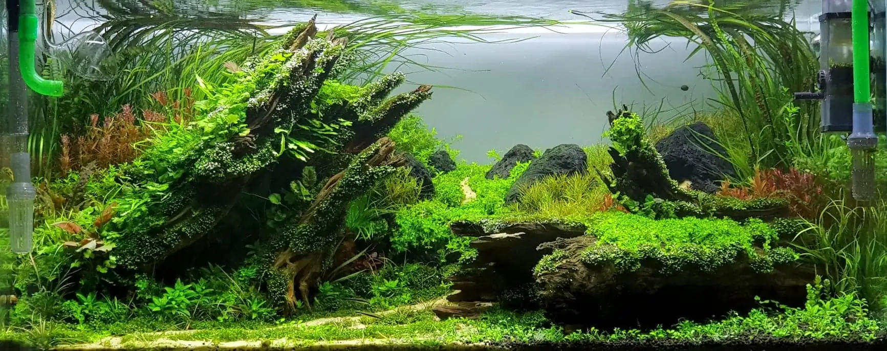 How to make nature aquarium - IAPLC 2020 Rank 351 - The eternal breath