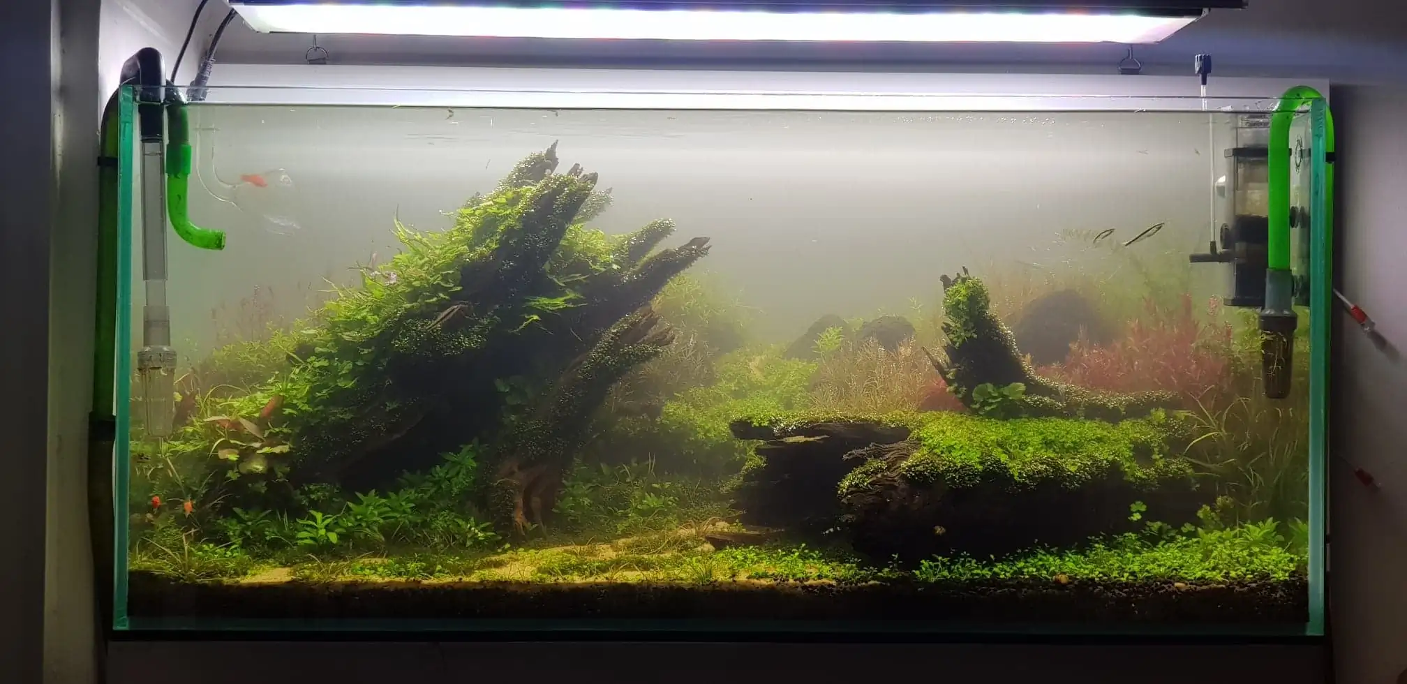 How to make nature aquarium - IAPLC 2020 Rank 351 - The eternal breath