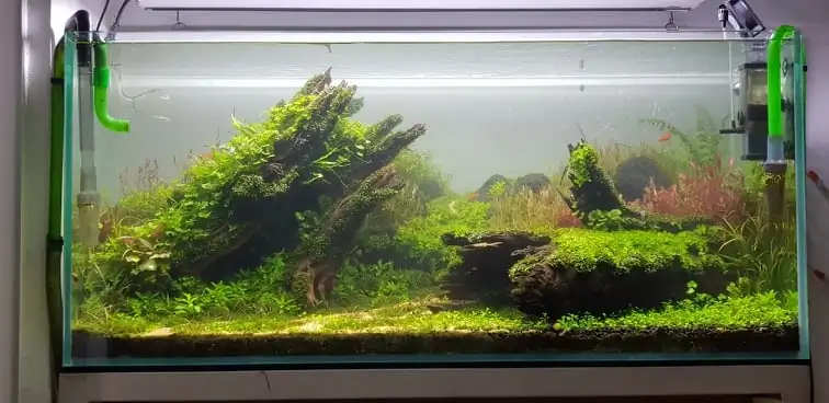 How to make nature aquarium - IAPLC 2020 Rank 351 - The eternal breath