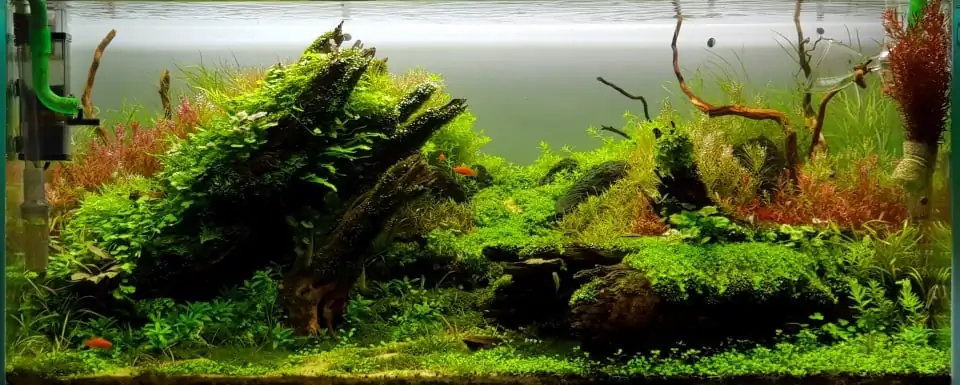 How to make nature aquarium - IAPLC 2020 Rank 351 - The eternal breath