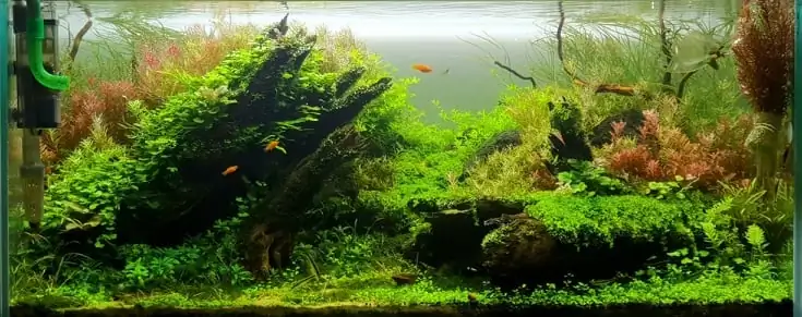 How to make nature aquarium - IAPLC 2020 Rank 351 - The eternal breath