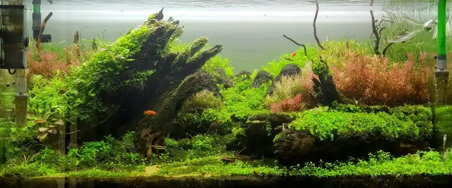 How to make nature aquarium - IAPLC 2020 Rank 351 - The eternal breath