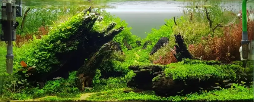 How to make nature aquarium - IAPLC 2020 Rank 351 - The eternal breath