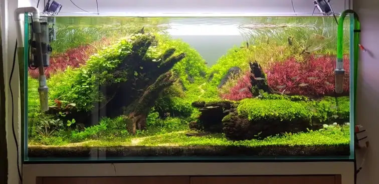 How to make nature aquarium - IAPLC 2020 Rank 351 - The eternal breath