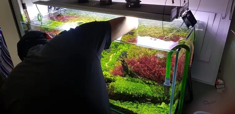 How to make nature aquarium - IAPLC 2020 Rank 351 - The eternal breath