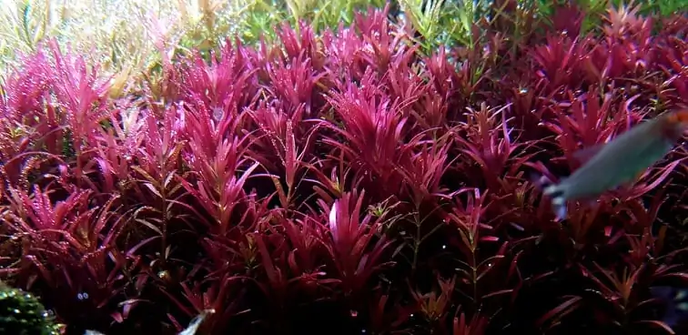 How to make nature aquarium - IAPLC 2020 Rank 351 - The eternal breath