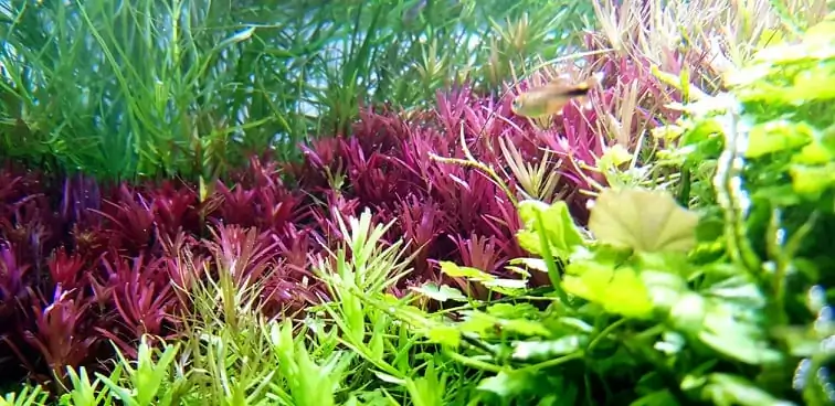 How to make nature aquarium - IAPLC 2020 Rank 351 - The eternal breath