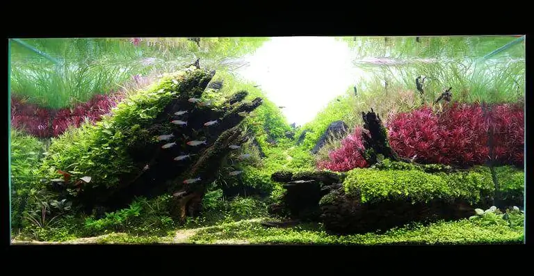 How to make nature aquarium - IAPLC 2020 Rank 351 - The eternal breath