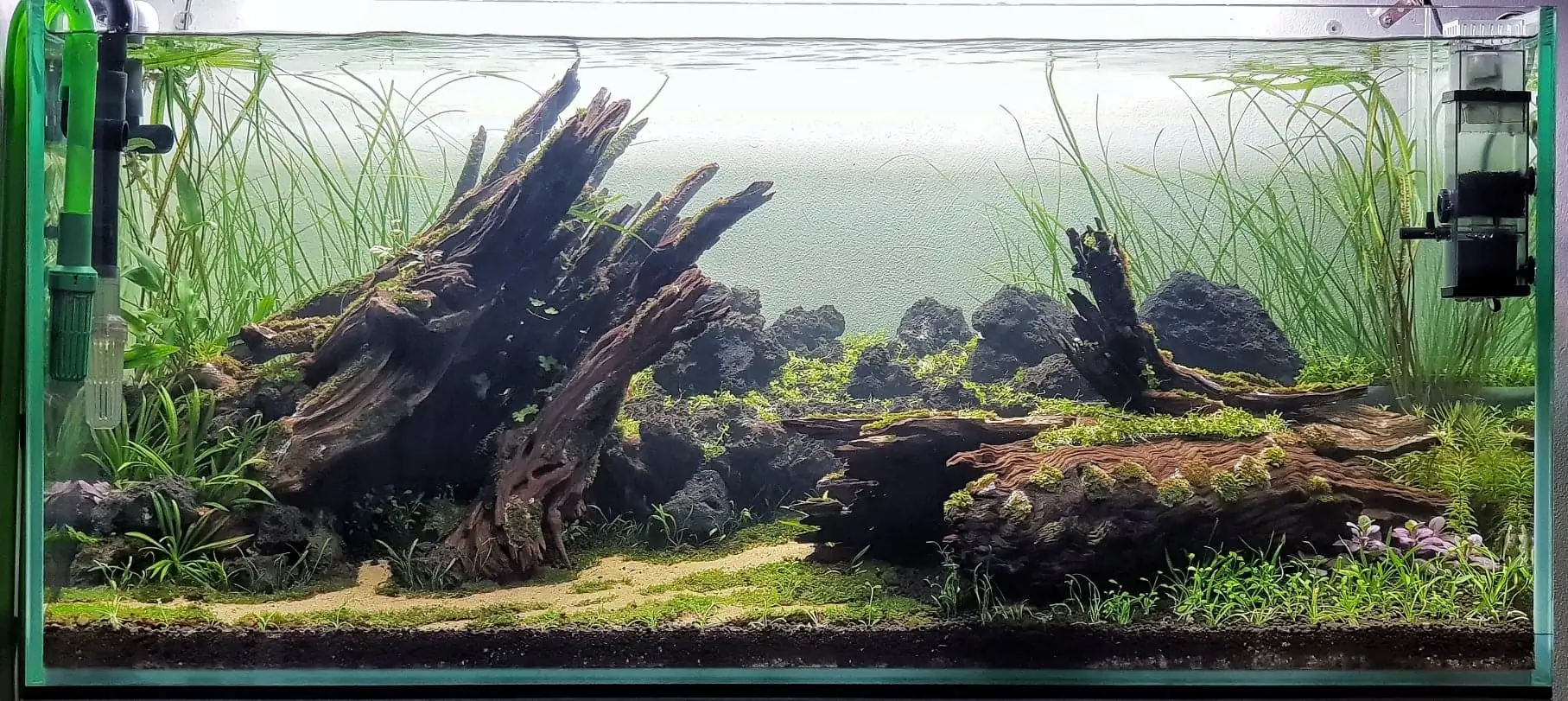 How to make nature aquarium - IAPLC 2020 Rank 351 - The eternal breath