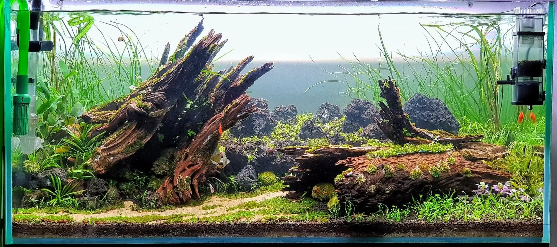 How to make nature aquarium - IAPLC 2020 Rank 351 - The eternal breath