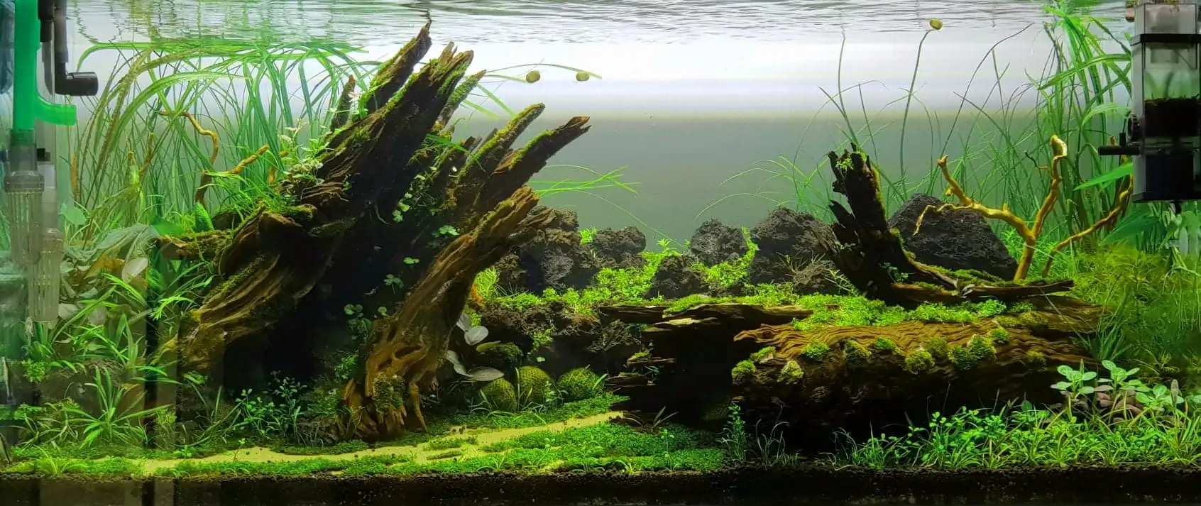 How to make nature aquarium - IAPLC 2020 Rank 351 - The eternal breath