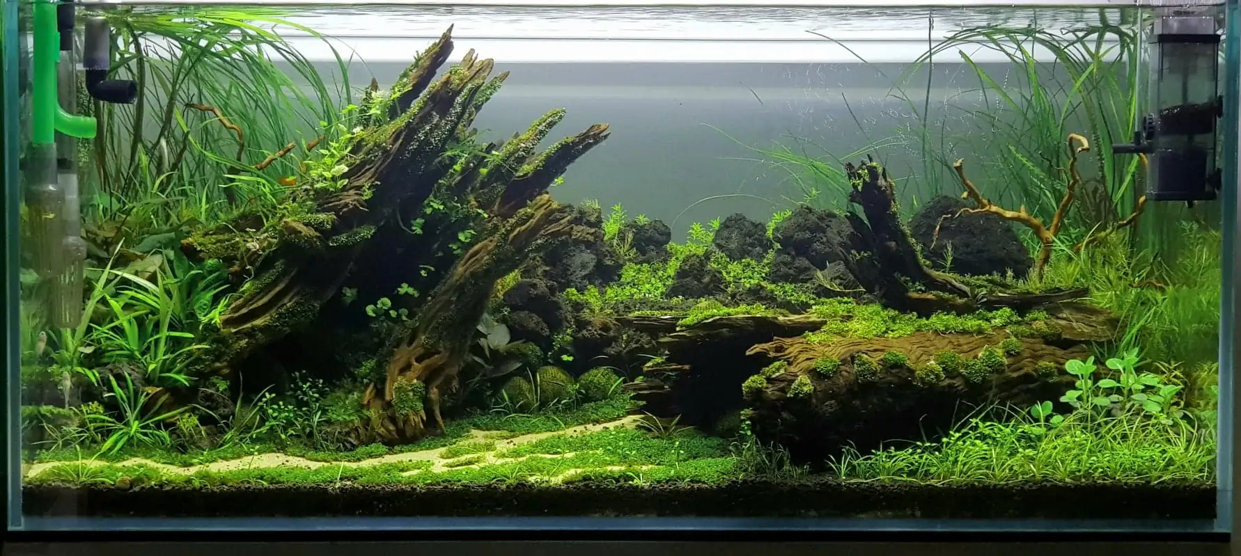 How to make nature aquarium - IAPLC 2020 Rank 351 - The eternal breath