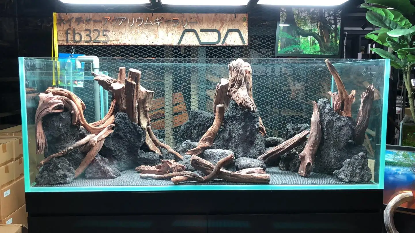 How to make a forest aquarium ranked 5th - IAPLC 2020 - Leading The New World