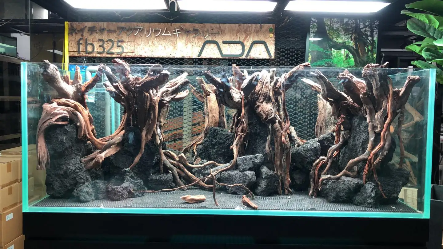 How to make a forest aquarium ranked 5th - IAPLC 2020 - Leading The New World