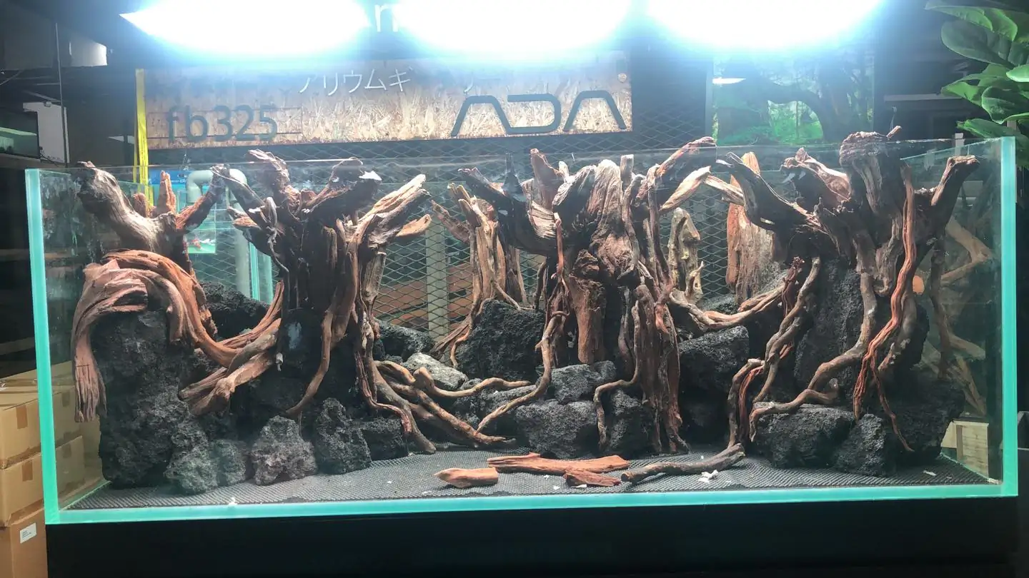 How to make a forest aquarium ranked 5th - IAPLC 2020 - Leading The New World