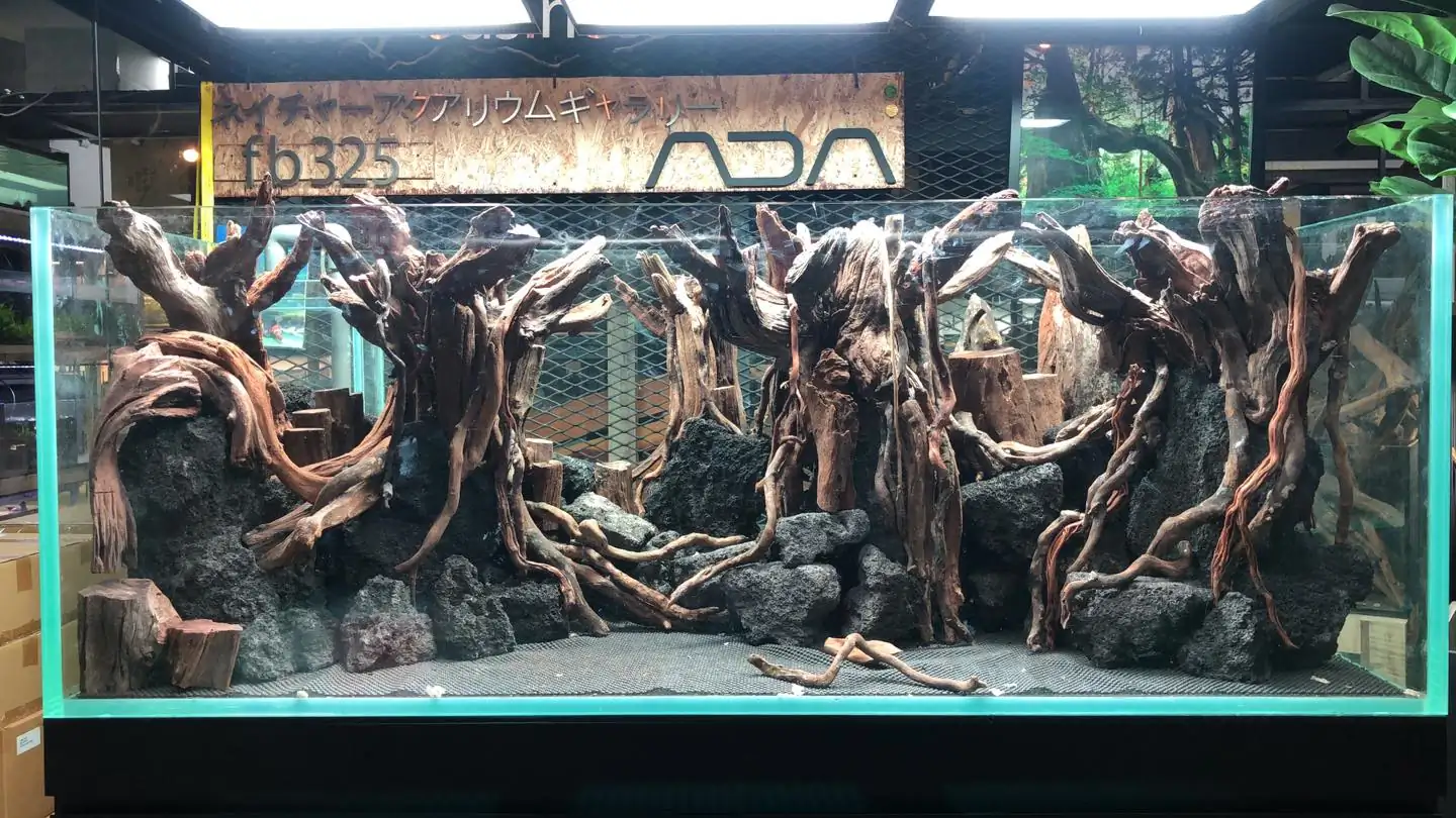 How to make a forest aquarium ranked 5th - IAPLC 2020 - Leading The New World