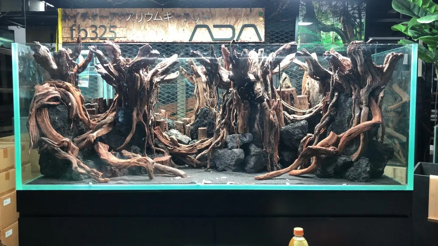 How to make a forest aquarium ranked 5th - IAPLC 2020 - Leading The New World