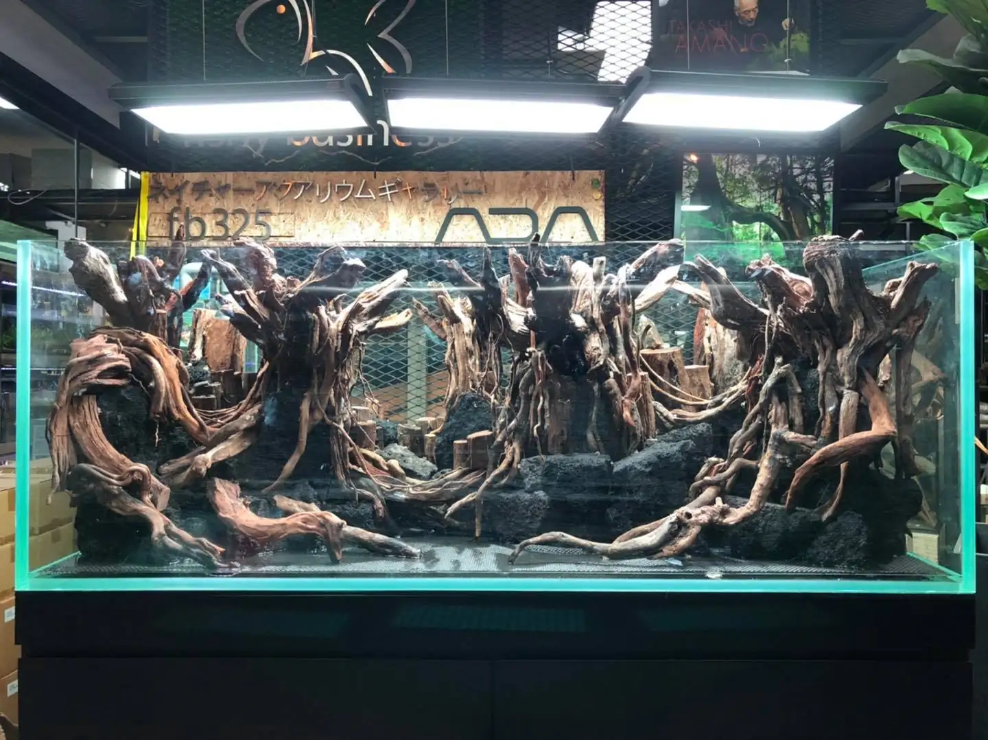 How to make a forest aquarium ranked 5th - IAPLC 2020 - Leading The New World