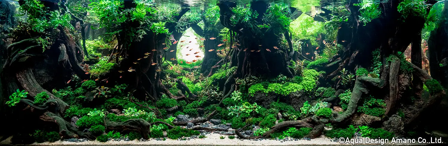 How to make a forest aquarium ranked 5th - IAPLC 2020 - Leading The New World