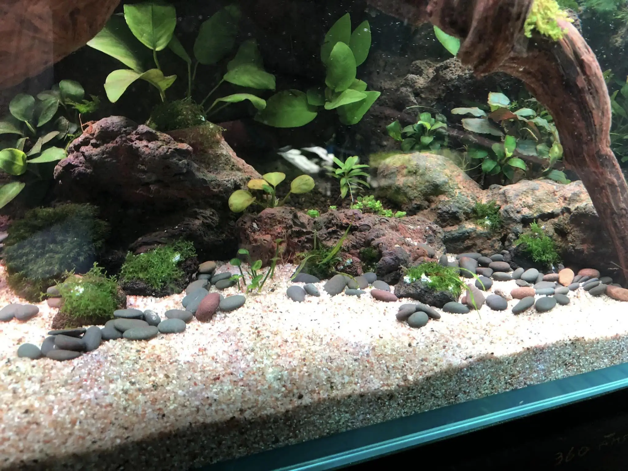 Steps progression IAPLC 2022 Rank 45 - Reverse - Eakthanat Isarathikul / Thailand