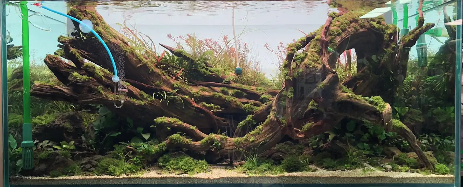 Steps progression IAPLC 2022 Rank 45 - Reverse - Eakthanat Isarathikul / Thailand