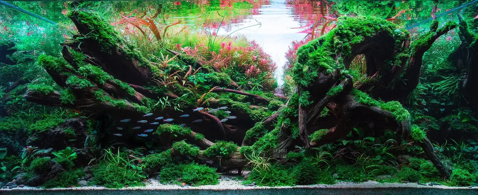 Steps progression IAPLC 2022 Rank 45 - Reverse - Eakthanat Isarathikul / Thailand