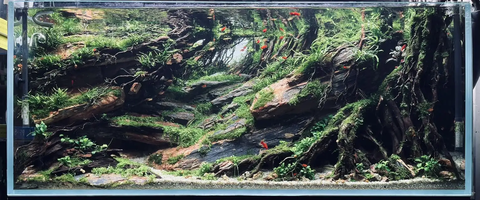 Steps progression IAPLC 2022 - RANK 07 - Wind and water - Trinh Ha Le / VietNam