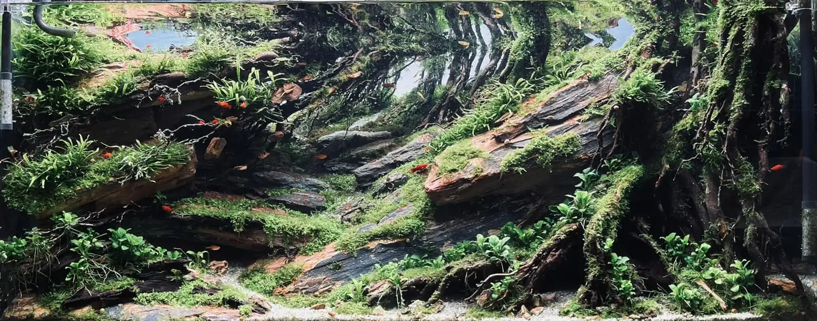 Steps progression IAPLC 2022 - RANK 07 - Wind and water - Trinh Ha Le / VietNam