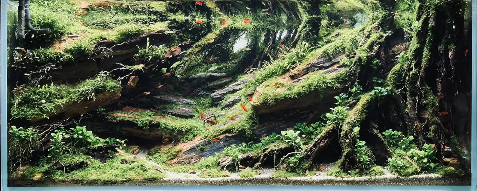 Steps progression IAPLC 2022 - RANK 07 - Wind and water - Trinh Ha Le / VietNam