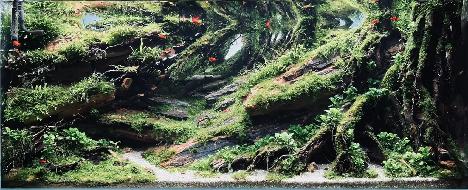 Steps progression IAPLC 2022 - RANK 07 - Wind and water - Trinh Ha Le / VietNam