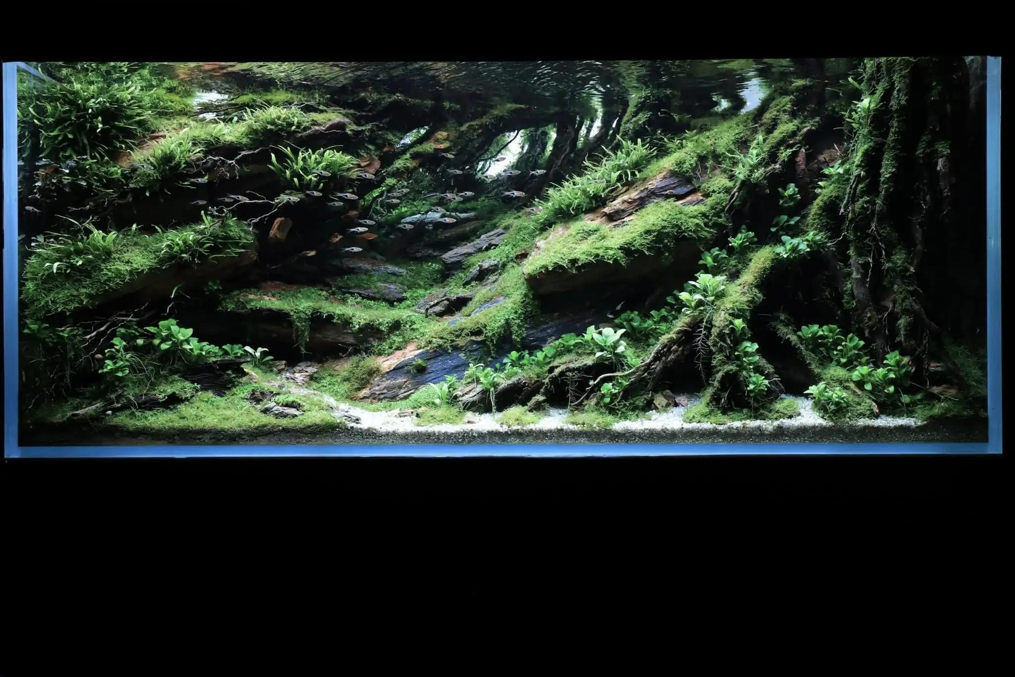 Steps progression IAPLC 2022 - RANK 07 - Wind and water - Trinh Ha Le / VietNam