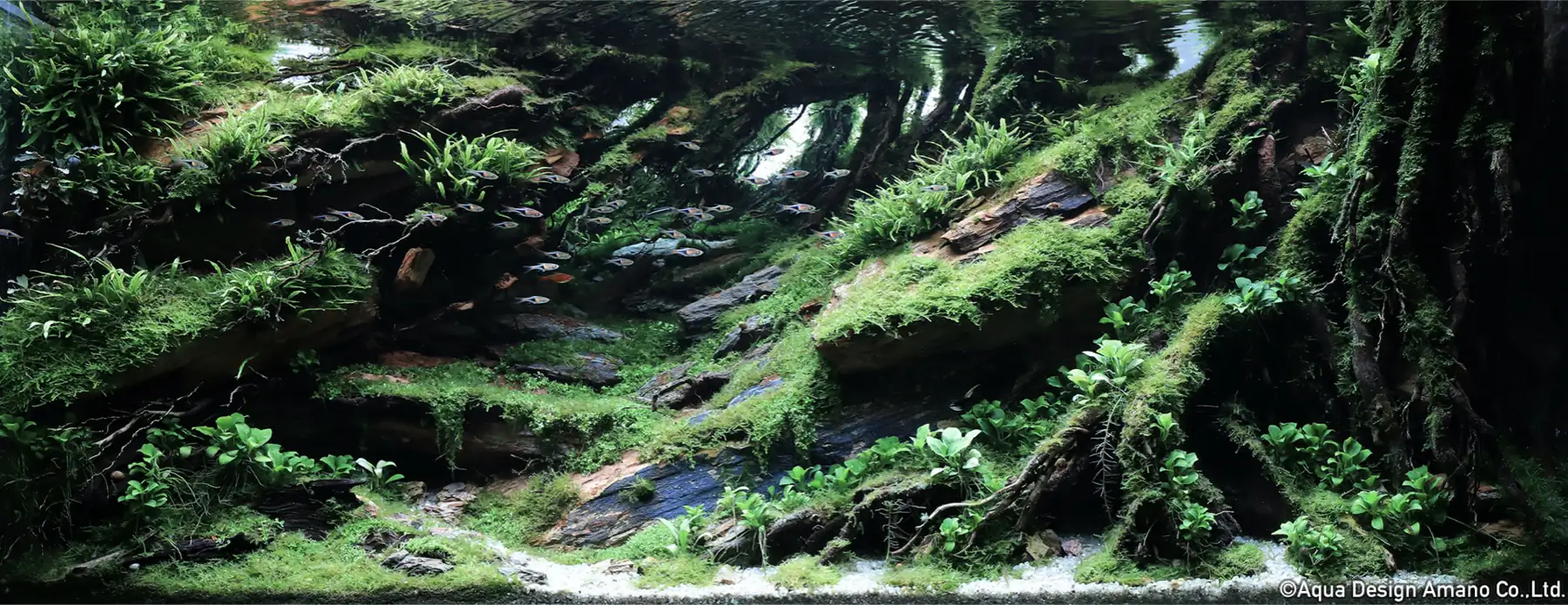 Steps progression IAPLC 2022 - RANK 07 - Wind and water - Trinh Ha Le / VietNam