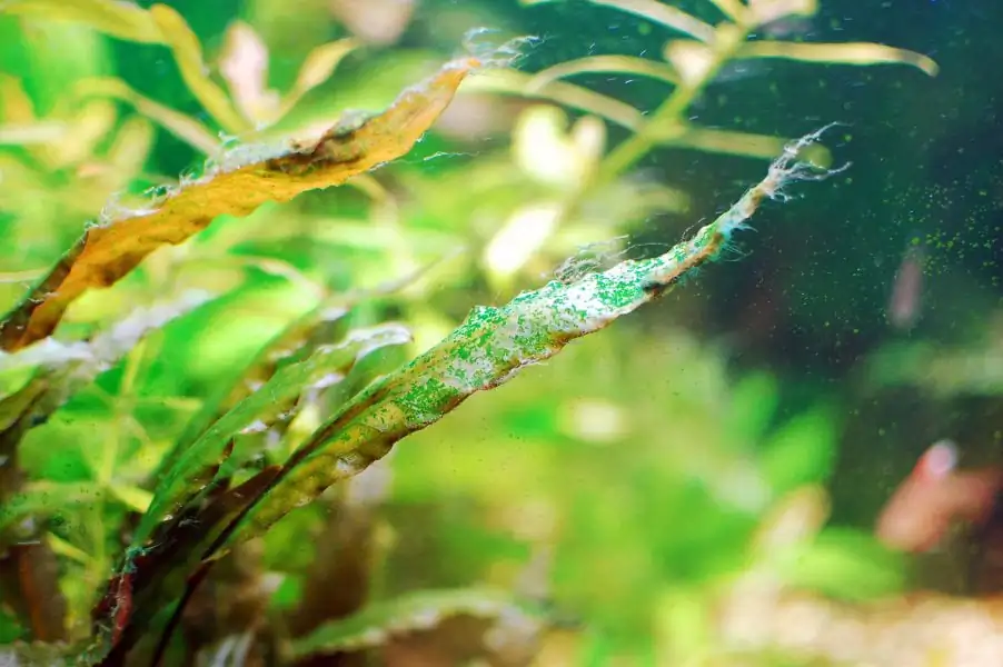 How to prevent and treat algae outbreaks in aquariums