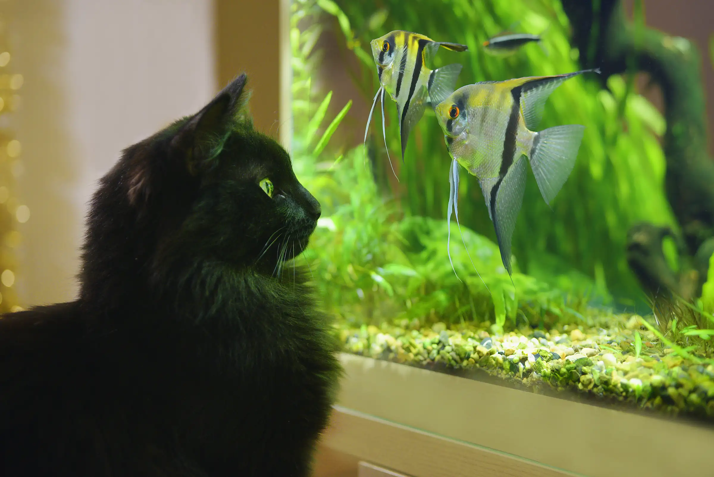 Aquarium safety tips for children and pets