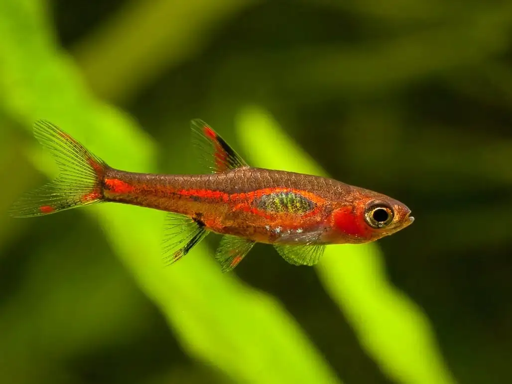 40 Coolest Freshwater Aquarium Fish 2024: For All Fish Keepers