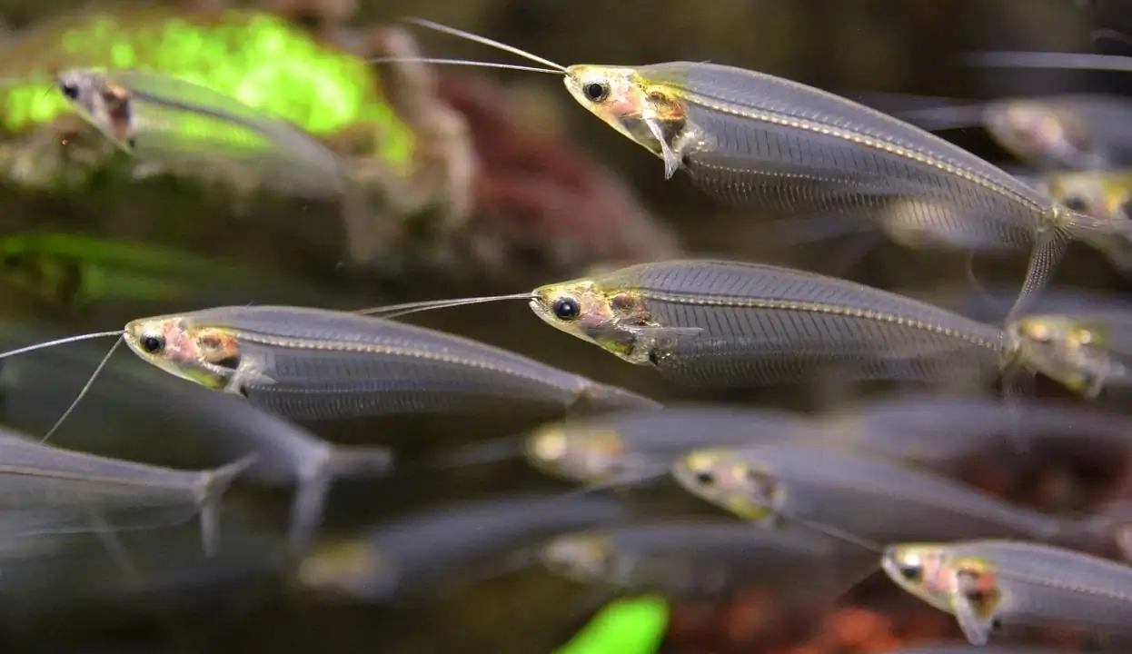 40 Coolest Freshwater Aquarium Fish 2024: For All Fish Keepers