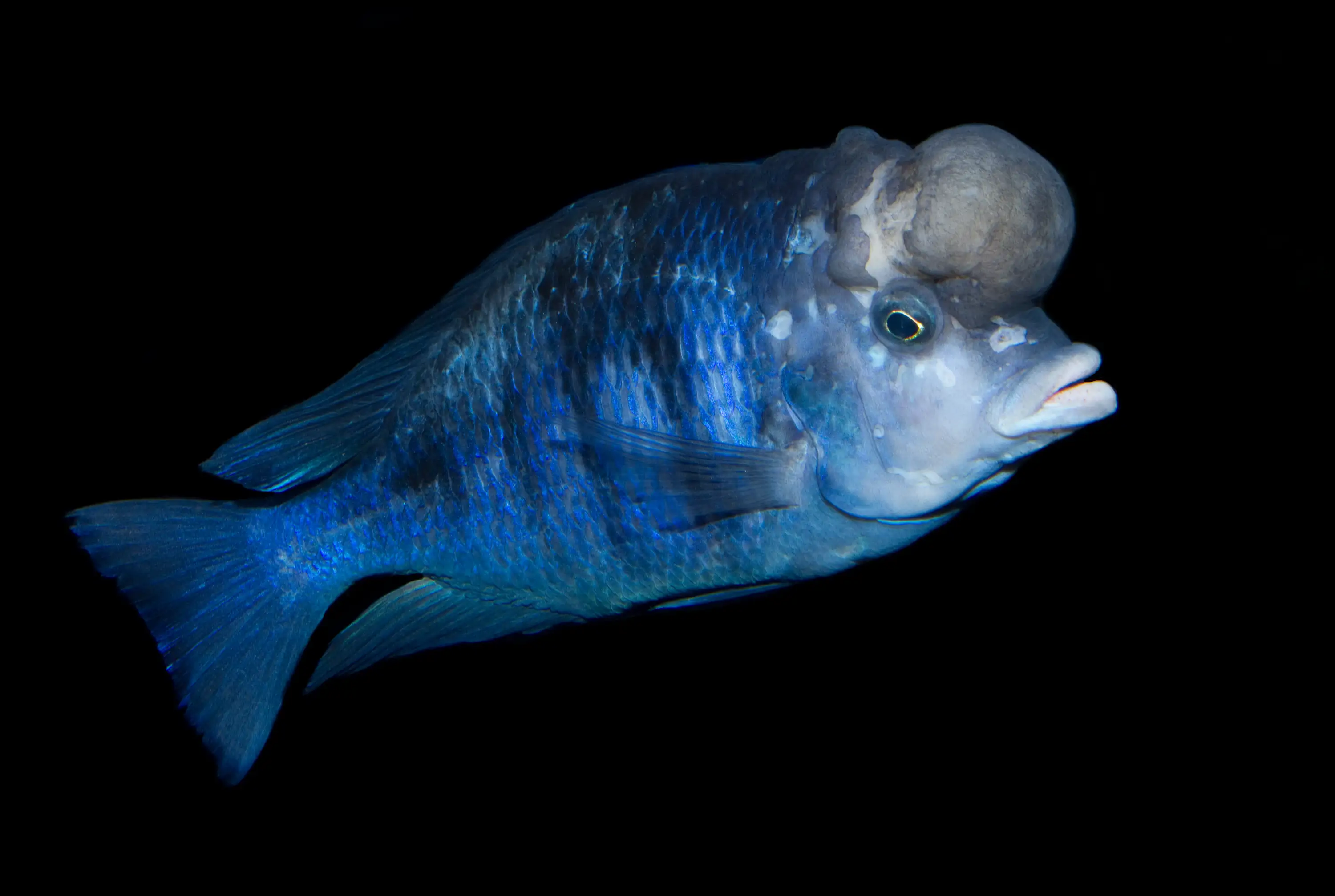 40 Coolest Freshwater Aquarium Fish 2024: For All Fish Keepers